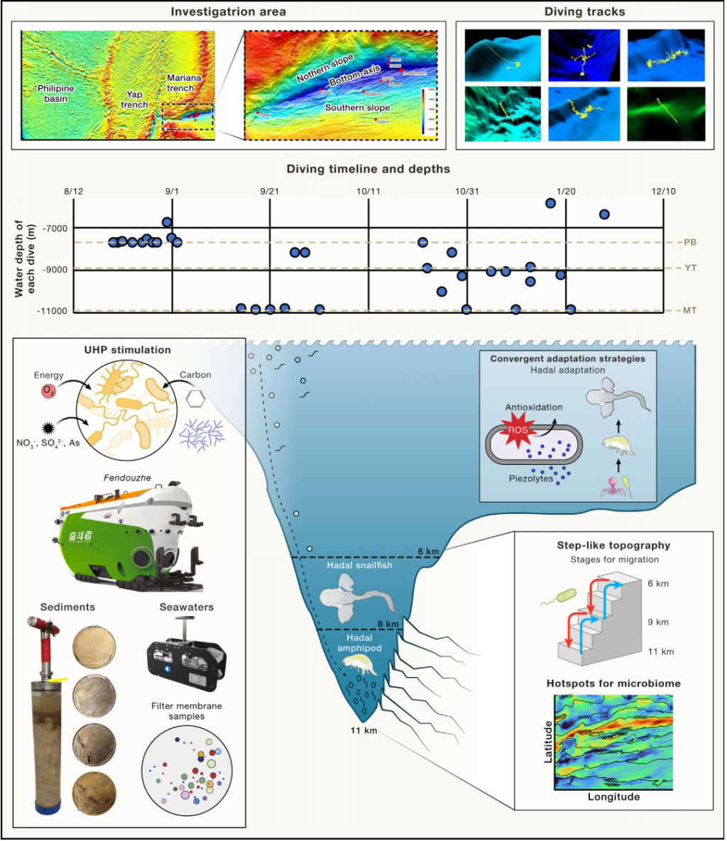 马里亚纳海沟生态环境科研计划MEER取得重大突破，揭示深渊生态系统新发现