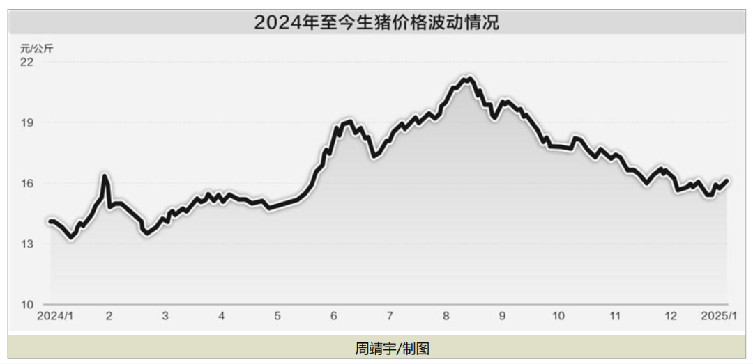 年关将至，2025年国内猪价连跌，春节传统旺季不旺，养殖户节前抢跑出栏